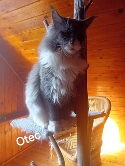 Krytí Mainská mývalí - 3