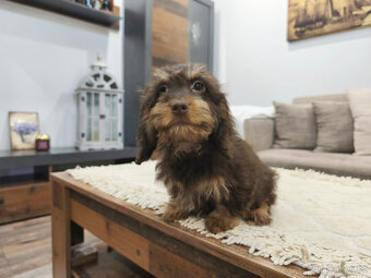 jezevčík králičí - 3