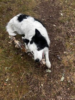 BOC s PP ke krytí - 3