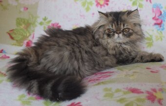 Perský kocour - 3