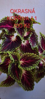 Pokojové rostliny - 3