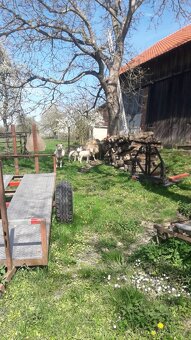 Prodám jehňata - 3