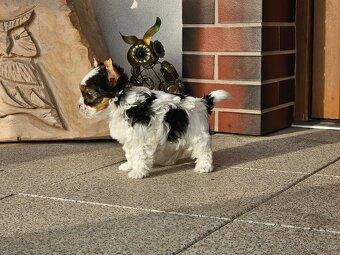 biewer terier - 3
