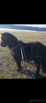 Poprsní postroj pony - 3