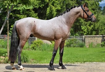Plemenny hrebec CSP-inseminace cerstvym spermatem - 3