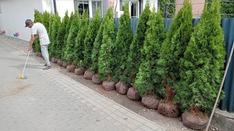 Tuja Smaragd, vavrínovec, červienka - Brno - 3