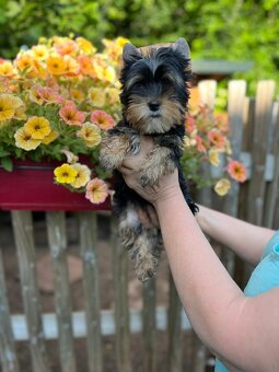 K prodeji pejsek black tan yorkshire terrier - 3