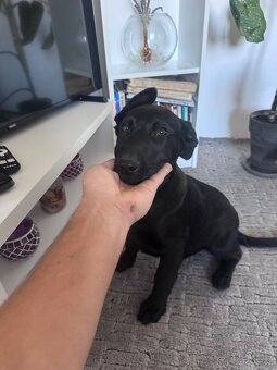 Německý ovčák křížený s holandským - 3