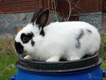 Sameček - NA CHOV ČI MASO 2 - 3