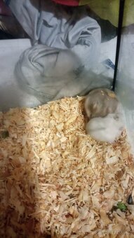 Dzungarsky křeček - 3