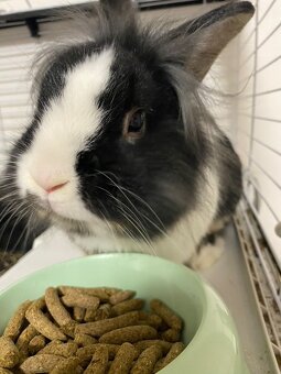 Daruji ročního králíčka - 3