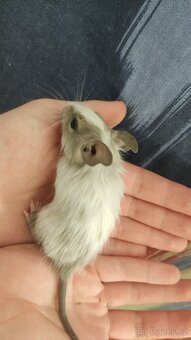 osmáčata osmák degu, myšáci - 3