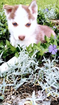 Sibirsky husky - 3