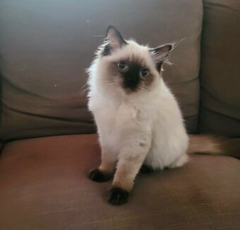 Prodám nádherná koťátka Ragdoll s PP - 3