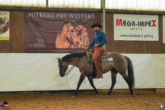 Nabídka připouštění AQH plemenným hřebcem - 3