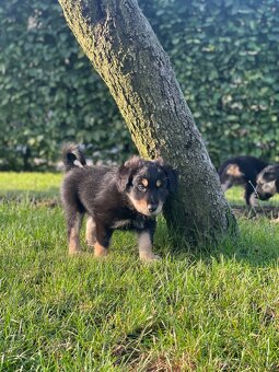 Šťeňátka křížence borderkolie a labradora - 3
