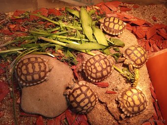 Želva ostruhatá Geochelone Sulcata mláďata - 3