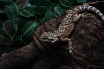Agama vousatá - Coral - 3