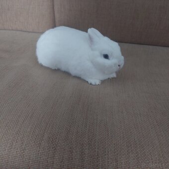 Výměna/prodej Hermelín modrooký (Hem) - 3