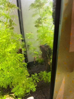 Krevetky neocaridina mix - 3