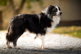 Blue merle bi Miniaturní Americký ovčák / Australský ovčák - 3