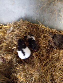 Křeček Syrský samice - 3