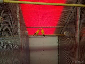 Aratinga sluneční kr.24 - 3