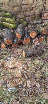 Jabloňové špalky pro řezbáře - 3