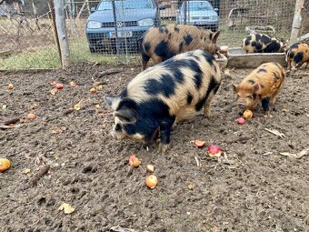 Kaneček Kune Kune - 3