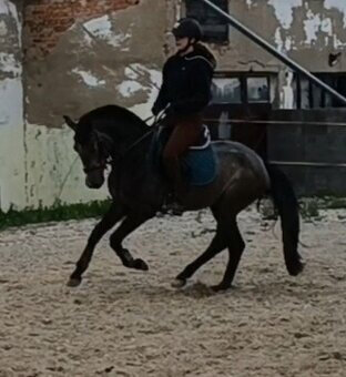 valášek pony B pro náročné - 3