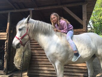 Sháním parťáka na druhého koně - 3