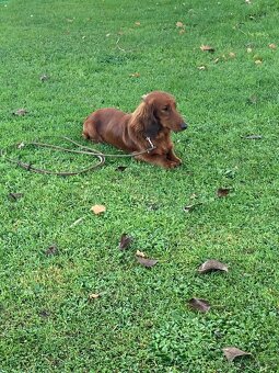 Krytí jezevčík dlouhosrstý - 3