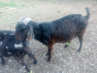 Kozel AN 2 roky - 3