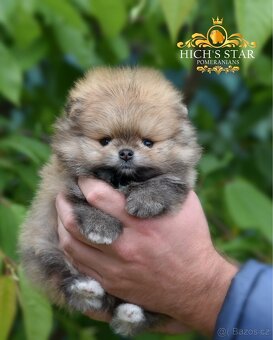 Pomeranian s PP FCI - 3
