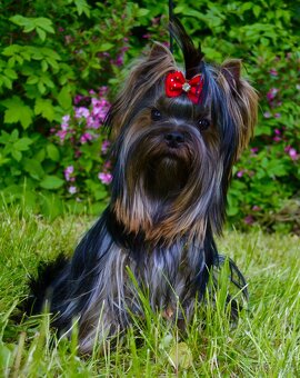 Jorkšírský teriér / Yorkshire Terrier s PP (FCI) - 3