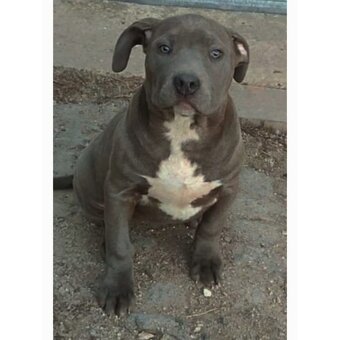 American Bully xl - 3