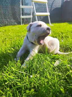 Štěňata labradora - 3