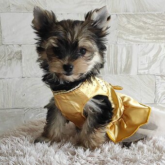 Yorkshire terrier s PP - jorkširsky terier - 3