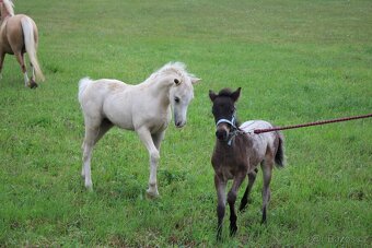 Luxusní welsh moutain pony - 3