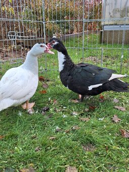 Kachna pižmová - 3