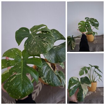 Pokojové rostliny - monstera albo, thai, syngonium albo.. - 3