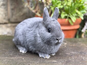 Zakrslý modrý s PP - 3