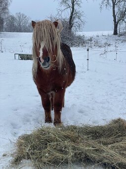 2,5 lety hřebec Shetland pony - 3