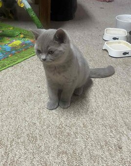 Britské kotě s PP - kocourek - 3