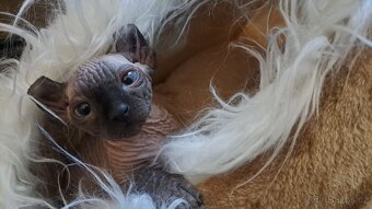 Exkluzivní koťátka Sphynx Elf – možnost rezervace - 3
