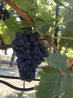 Prodám vinohrad s ovocným sadem - 3