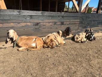 Anglonubijsky kozel - 3