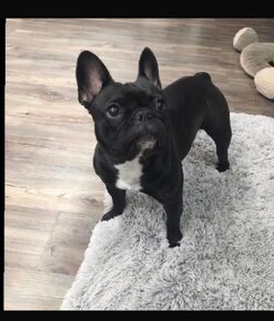 Hlídání pejsku - 3