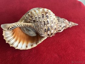 Charonia tritonis 336 mm - 3