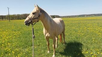 Klisna Quarter Horse nar. 2012 - 3